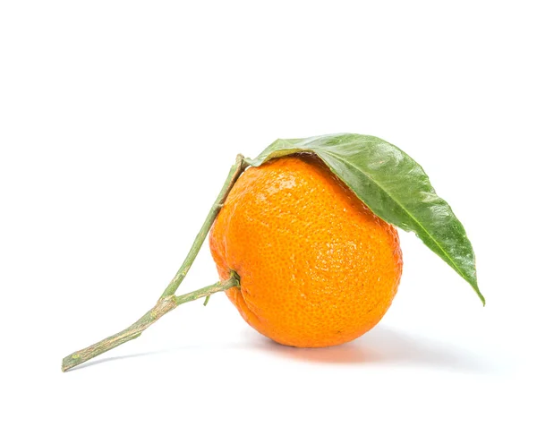 Citrusfrukter på vit bakgrund — Stockfoto