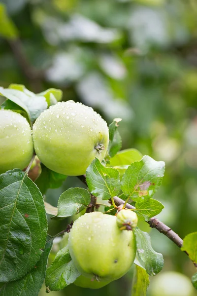 Zelená jablka na větvi v zahradě — Stock fotografie