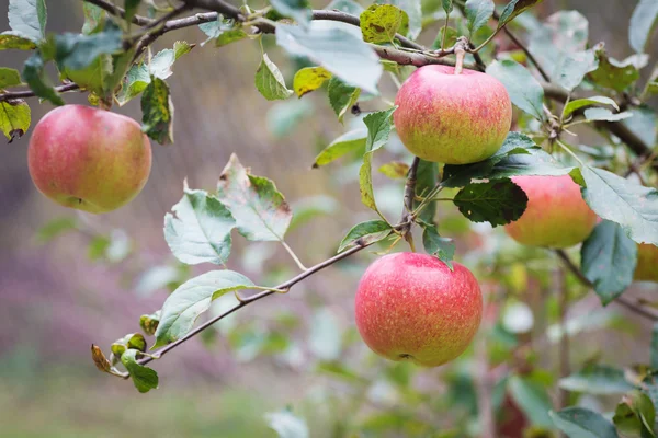 Frische Apfelernte im Freien — Stockfoto