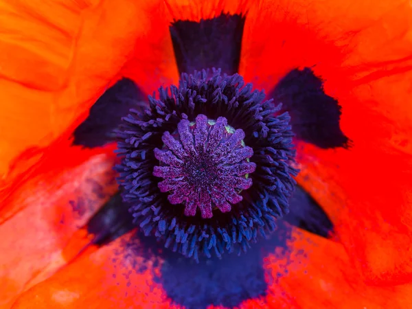 양귀비 꽃 — 스톡 사진