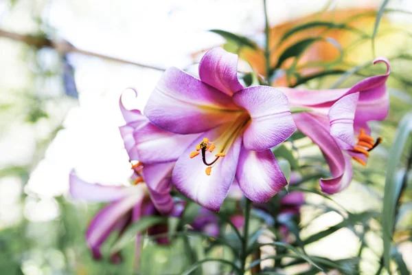 Fondo flor lirio — Foto de Stock