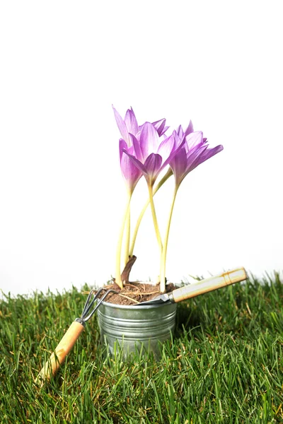 Gardening — Stock Photo, Image