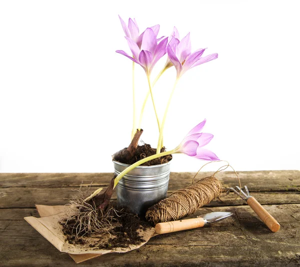 Gardening — Stock Photo, Image