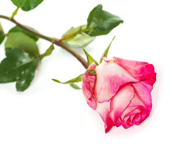 Rose rosa fresche su bianco — Foto Stock