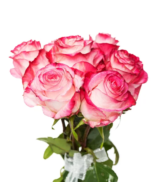 Rosas cor-de-rosa frescas em branco — Fotografia de Stock