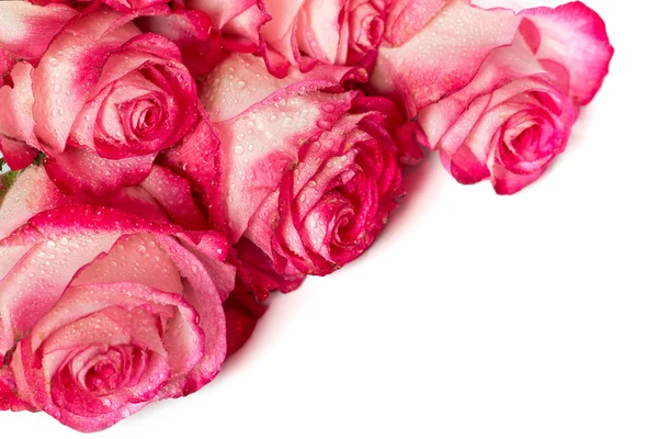 Fresh pink roses on white — Stock Photo, Image