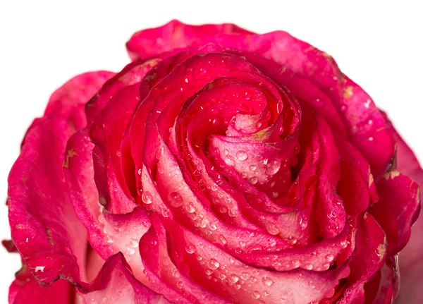 Fresh pink roses on white — Stock Photo, Image