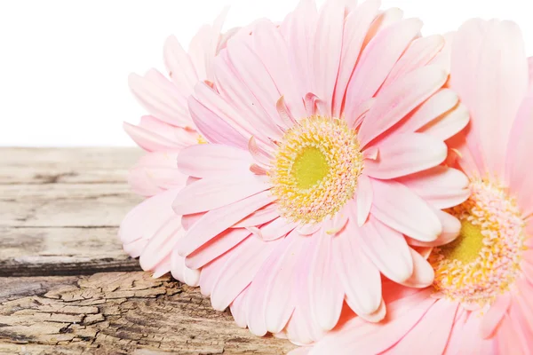 Gerbera pink daisy flower — Stock Photo, Image