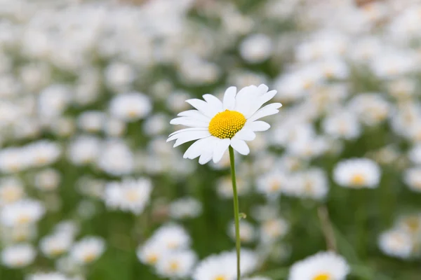 Marguerite prairie de fleurs — Photo