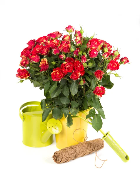 Tuinieren rozen met gieter en hulpprogramma 's — Stockfoto