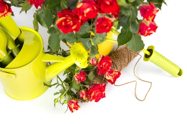 Gardening roses with watering can and tools — Stock Photo, Image
