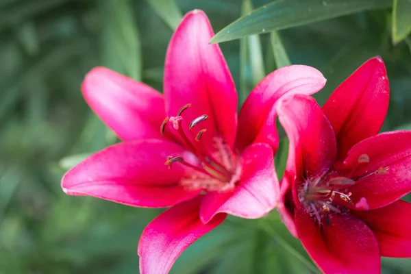 Flor de lírio rosa — Fotografia de Stock