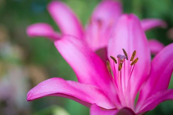 Różowa lilia kwiat — Zdjęcie stockowe