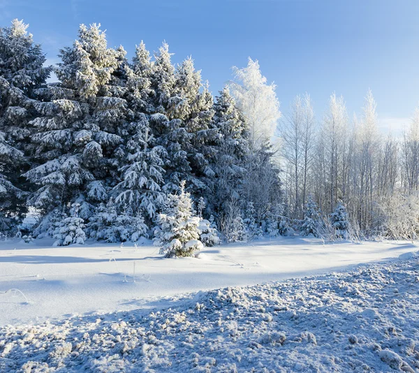 Ruso invierno bosque carretera en la nieve —  Fotos de Stock