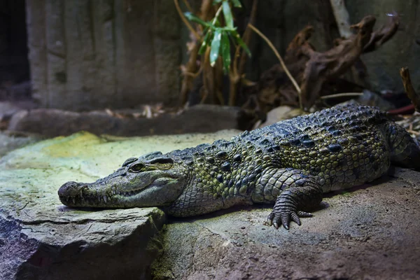 Krokodil az állatkertben — Stock Fotó