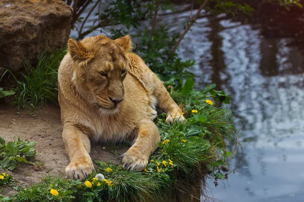 Jolie lionne. — Photo
