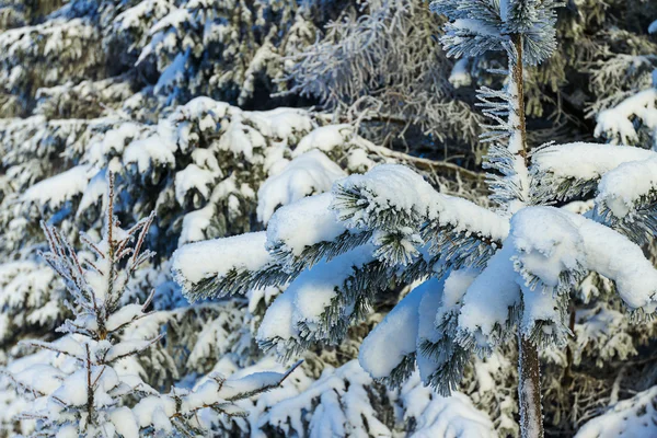Ρωσικός Χειμώνας δάσος στο χιόνι — Φωτογραφία Αρχείου