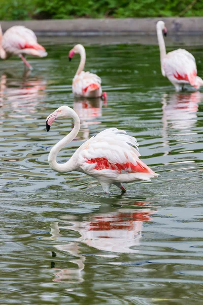 Roze flamingo 's — Stockfoto