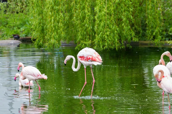 Roze flamingo 's — Stockfoto