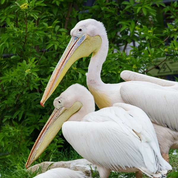 Pelican in de dierentuin — Stockfoto