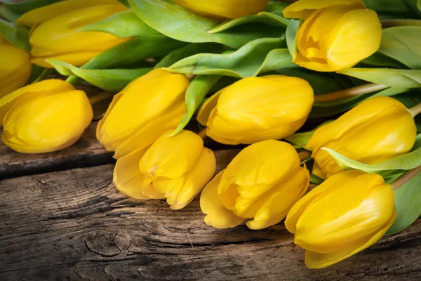 Flores amarelas da tulipa — Fotografia de Stock