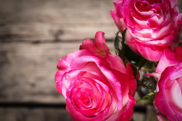 Fresh pink roses on white — Stock Photo, Image