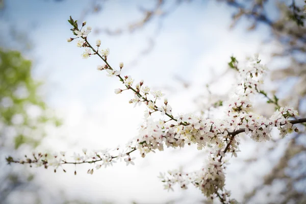 Árbol de flor de cerezo — Foto de Stock