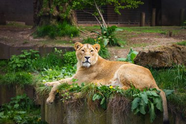 İngiltere, İngiltere ' de Londra - 5 Mayıs 2013: hayvanat bahçesinde çok güzel dişi aslan