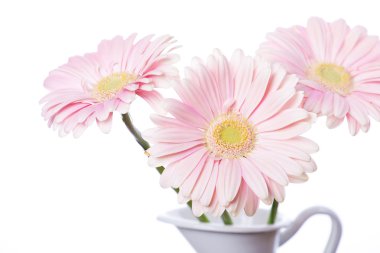 Gerbera pembe papatya çiçek