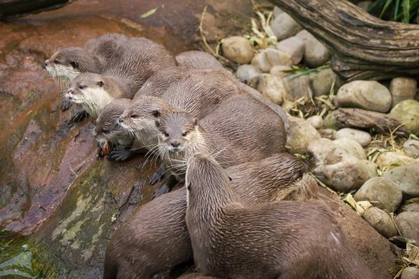 Mooie speelse otters — Stockfoto