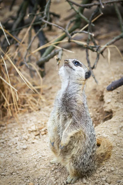 Meerkats mongúz megfigyelése — Stock Fotó