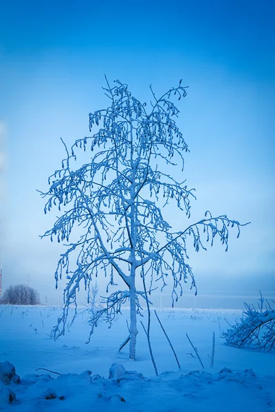 Ruská zimní Les ve sněhu — Stock fotografie