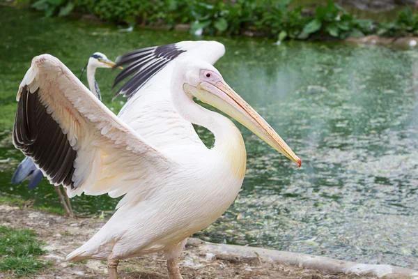 Pelican in de dierentuin — Stockfoto