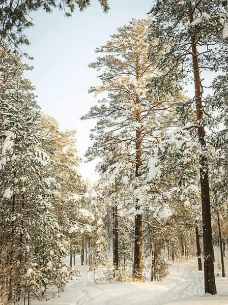 Ryska vintern skog i snö — Stockfoto