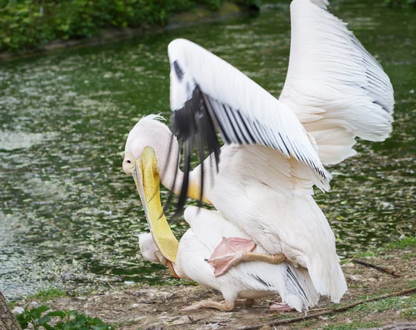 Pelikanen hebben liefde in de dierentuin — Stockfoto