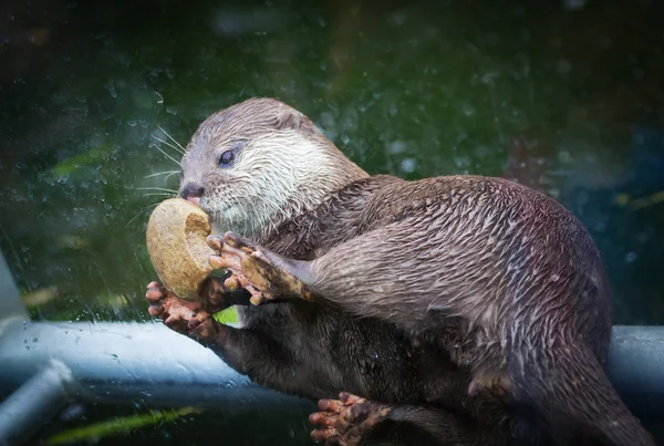 Lieblicher Fischotter spielt mit Stein — Stockfoto