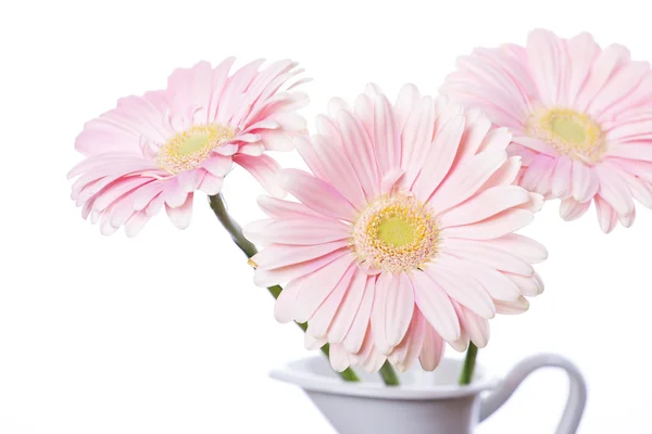 Gerbera daisy roze bloem — Stockfoto