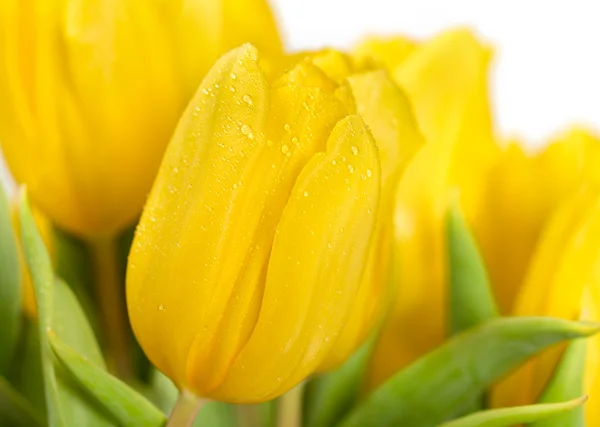 Fiori di tulipano giallo — Foto Stock