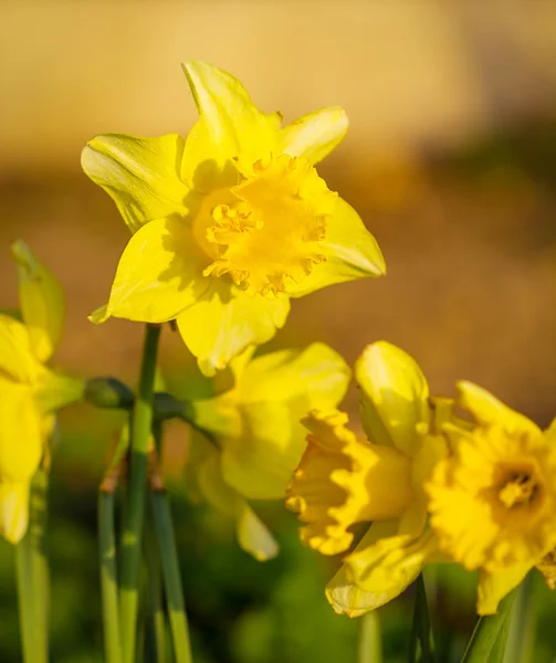 Daffodil narcissus flores de primavera — Fotografia de Stock