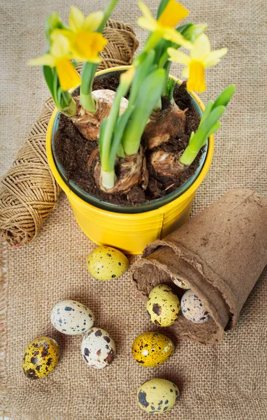 巢与水仙的复活节彩蛋 — 图库照片