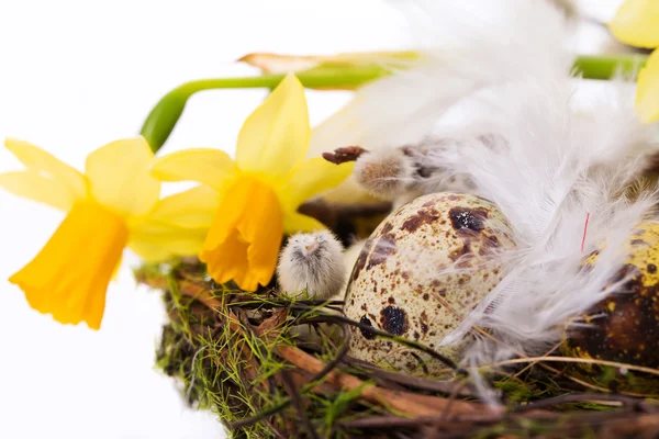 Œufs de Pâques dans le nid avec narcisse — Photo