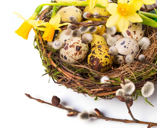 Huevos de Pascua en el nido con narciso —  Fotos de Stock