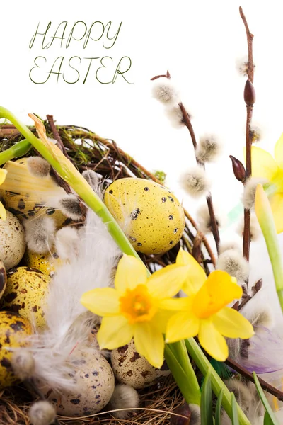 Ostereier im Nest mit Narzisse — Stockfoto