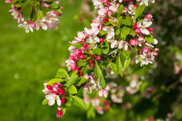 Albero dei fiori — Foto Stock