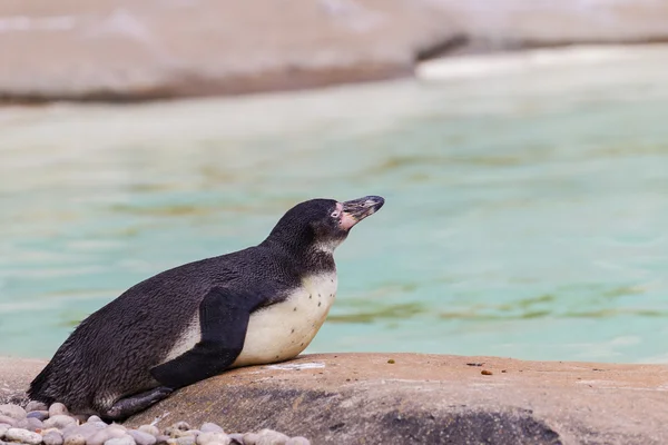 Pinguini divertenti — Foto Stock