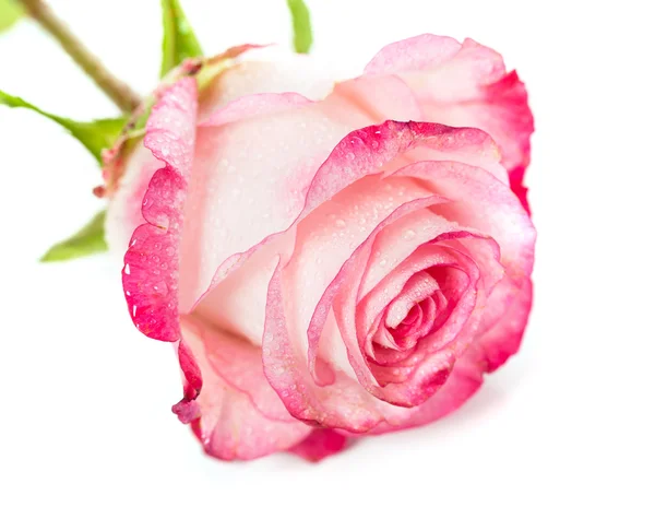 白の新鮮なピンクのバラ — ストック写真