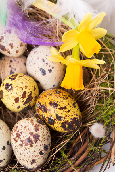 Пасхальные яйца в гнезде с нарциссом
