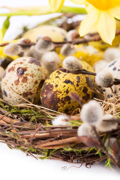 Huevos de Pascua en el nido con narciso —  Fotos de Stock