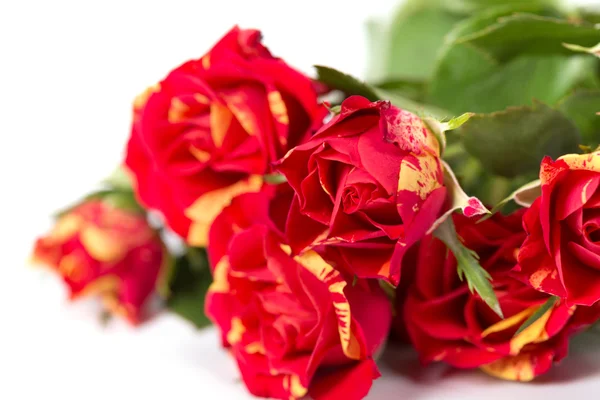 Buschige rote Rosen Hintergrund — Stockfoto