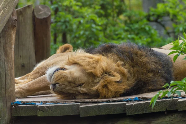 05 mai 2013 Lovely lion in zoo, Londres, Royaume-Uni — Photo